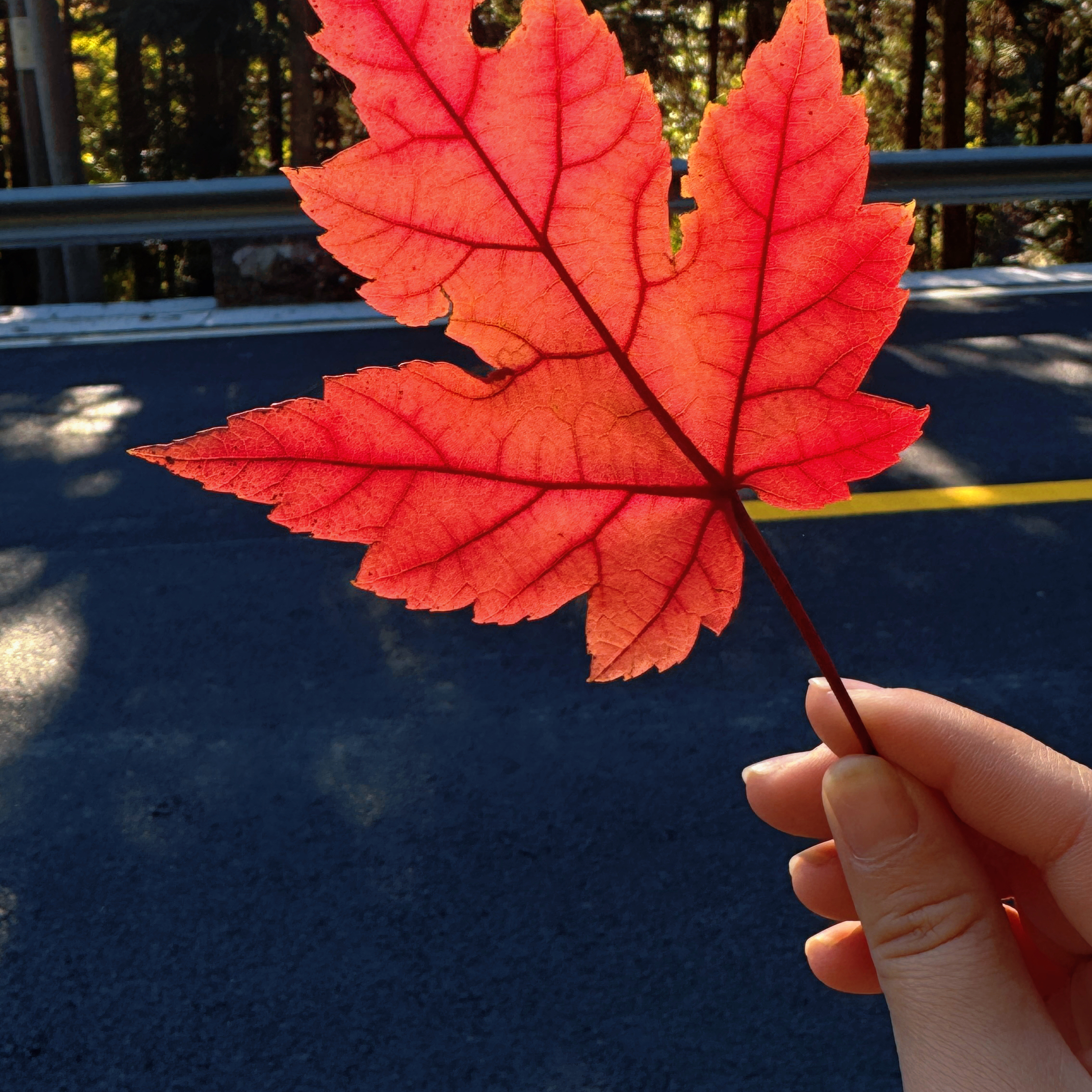 乡村植物氛围装饰小摆件落叶