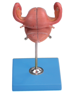 子宫解剖模型A15109