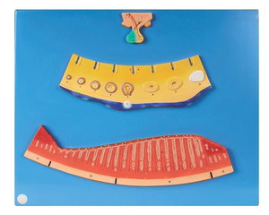 月经周期模型A19003