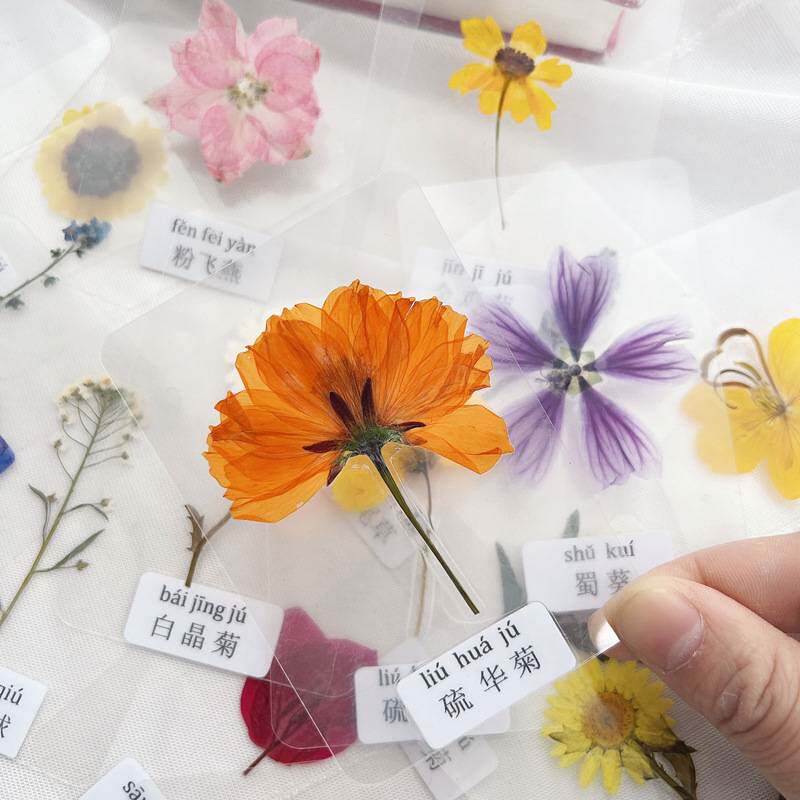 过塑干花叶片塑封植物标本过塑真树叶贴画认识花朵真树叶花草书签