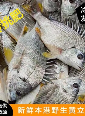 福建东山岛冰冻海钓黄鳍鲷黄立鱼