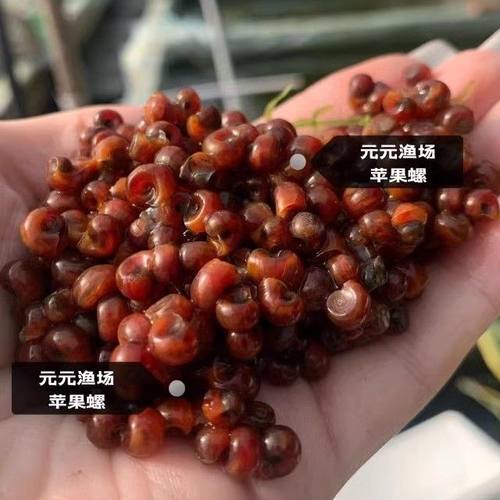苹果螺观赏螺除藻螺狗头鱼