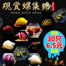 观赏螺淡水蜗牛宠物除藻螺马来黑金刚螺黄金杀手紫纹斑马螺苹果螺