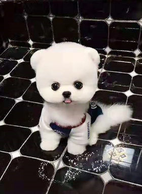 小狗比熊博美长不大活体茶杯犬