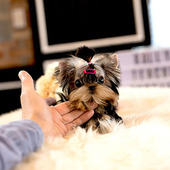 出售纯种茶杯型金头银黑背约克夏梗小体约克夏幼犬宠物狗活体幼p