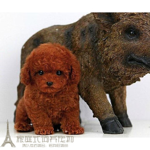 赛级红泰迪幼犬茶杯纯种活体泰迪狗玩具型迷你赛级灰色贵宾p4p