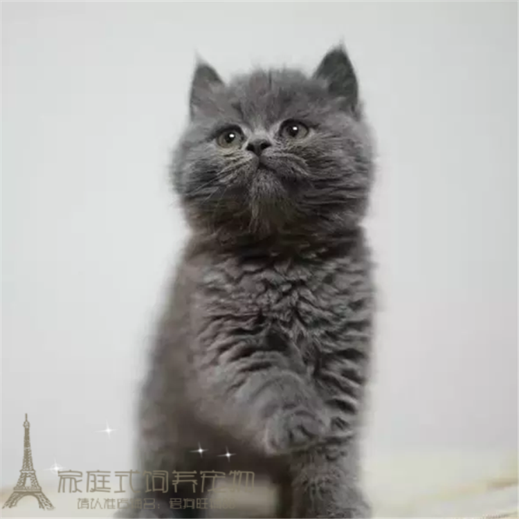 出售猫猫纯种英国短毛猫英短蓝猫宠物猫咪活体疫苗齐全活体包邮p