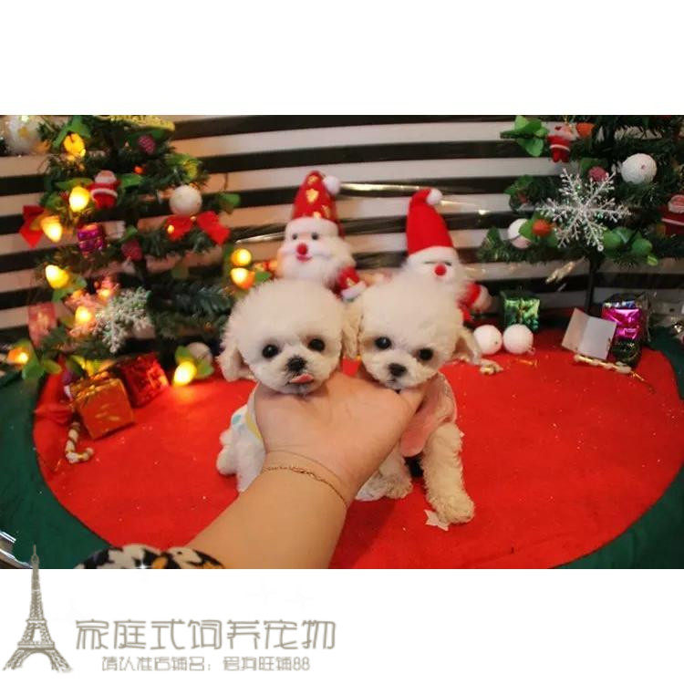 白色纯种茶杯犬活体幼犬家养泰迪犬贵宾犬贵妇犬可上门支付宝p