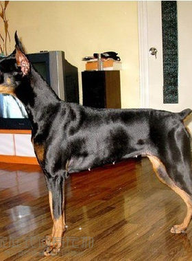 迷你杜宾活体护卫犬