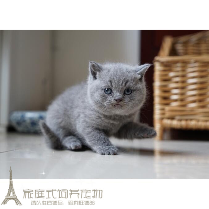 纯种宠物英国折耳猫短毛猫猫猫咪宠物猫英短猫小猫蓝白蓝猫g