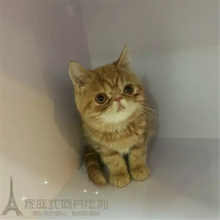 出售幼猫加菲猫宠物猫p异国短毛猫1