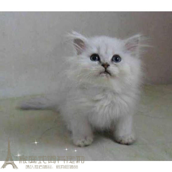 出售家养标准蓝眼银渐层金吉拉猫宝宝 甜美可爱 大脸maop