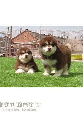 纯种活体巨型阿拉斯加雪橇犬幼犬烟灰色桃脸熊版巨大阿拉斯加27p