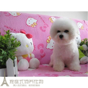 纯种活体法国卷毛比熊犬幼犬茶杯犬迷你型家养赛级幼狗比熊犬62g