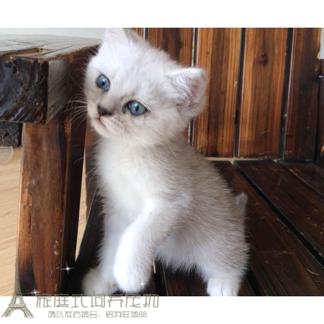 英国短毛猫英短银渐层蓝眼睛包子脸家养幼猫宠物猫活体银点色p