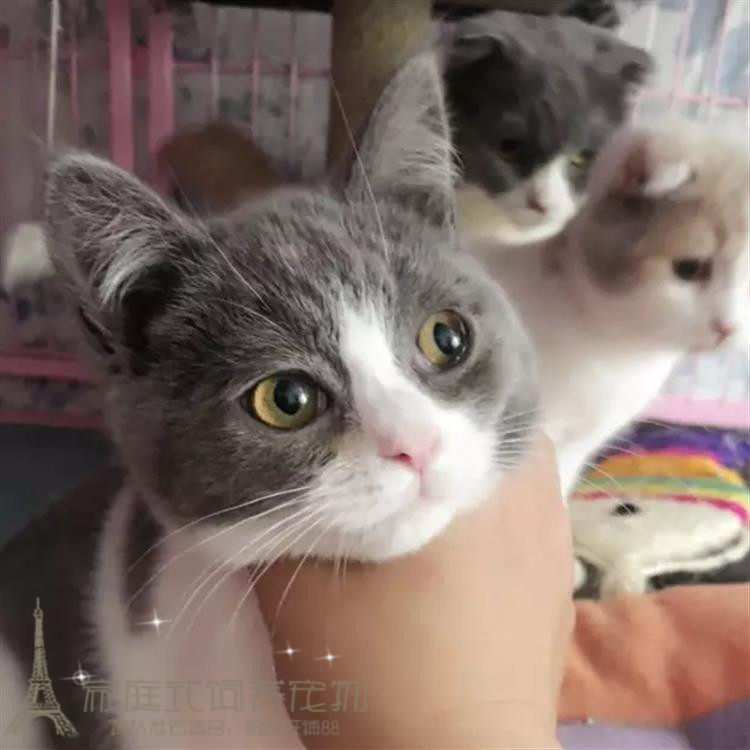 出售英短宠物猫纯种英国短毛猫英短蓝白立耳猫活体英短幼猫p - 实物图