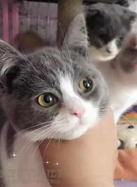 出售纯种蓝白活体英国短毛猫