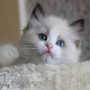 CFA猫舍出售宠物活体猫咪双色奶油色蓝眼布偶猫幼猫幼崽布偶猫p