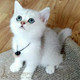 渐层英短英国短毛猫折耳猫英短银渐层宠物猫咪活体幼猫纯种猫p