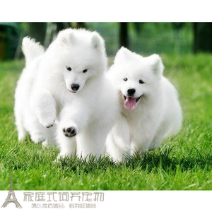 出售纯种萨摩耶幼犬活体微笑天使萨摩耶宠物狗狗家养血统纯正g