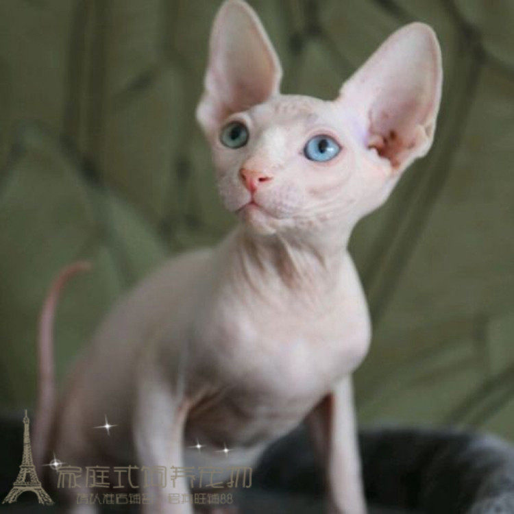 美国CFA证书纯种斯芬克斯白皮加拿大无毛猫鸳鸯眼宠物猫咪活体p