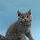 出售英短蓝猫英国短毛猫纯种活体幼猫家养蓝灰色宠物猫 包邮