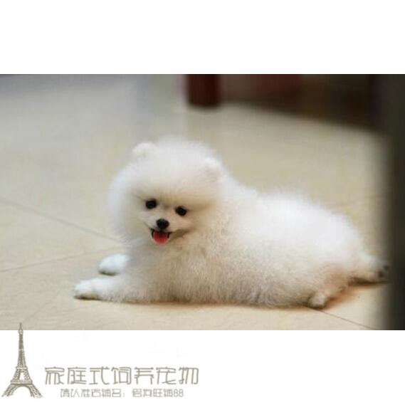 纯白色博美犬纯种茶杯博美日本俊介袖珍球体博美幼犬狗46g