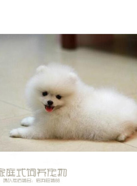 纯白色博美犬纯种茶杯博美日本俊介袖珍球体博美幼犬狗46p