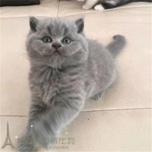 纯种英国短毛猫活体英短蓝猫幼猫包子脸宠物猫蓝猫家养英短幼猫p
