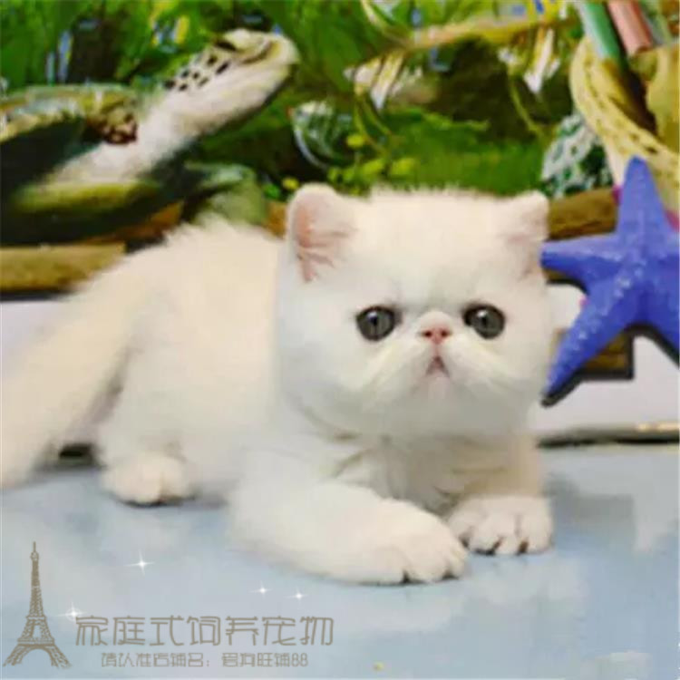 纯种加菲猫幼猫异国短毛猫纯白色加菲猫宠物猫活体家养赛级包邮p-封面