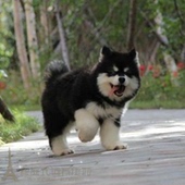 黑色纯种黑十字阿拉斯加幼犬大型宠物狗狗雪橇犬公母都有好品相p