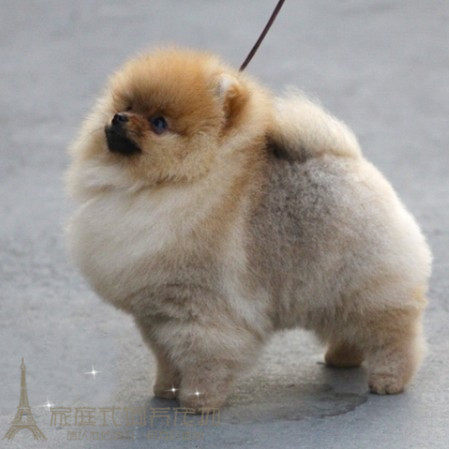 纯种博美犬幼犬活体宠物狗狗小型犬小体茶杯犬球体日本俊介犬p