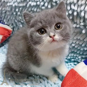 纯种英国短毛猫立耳蓝猫英短蓝白幼猫活体宠物小猫咪蓝白八字脸p