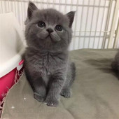出售英短蓝猫 蓝白活体宠物猫蓝猫幼猫纯种英国短毛猫p 活体纯种