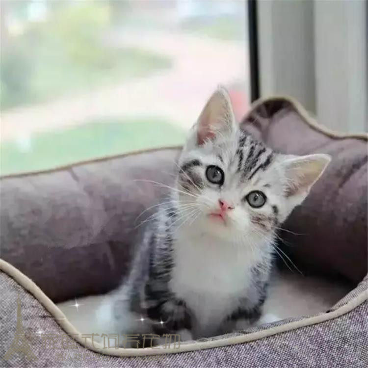 出售纯种美短加白猫起司猫美国短毛猫幼猫美短标斑加白猫宠物猫p