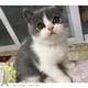 CFA猫舍出售活体英国短毛猫幼猫纯种英短蓝白双色幼猫宠物猫p