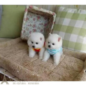 活体家养纯种博美幼犬长不大袖 珍犬迷你狐狸宠物狗可上门挑up