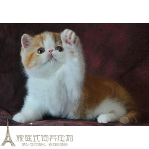 加菲猫活体异国短毛猫纯种赛级家养加菲猫幼猫出售家菲猫g