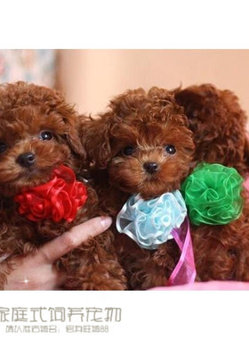 赛级红泰迪幼犬茶杯长不大的泰迪狗玩具型迷你赛级灰色贵宾27p