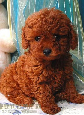 赛级红泰迪幼犬茶杯长不大的泰迪狗玩具型迷你赛级灰色贵宾35p