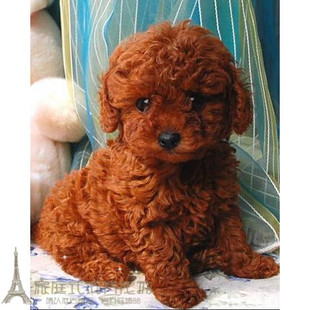 赛级红泰迪幼犬茶杯长不大的泰迪狗玩具型迷你赛级灰色贵宾35p