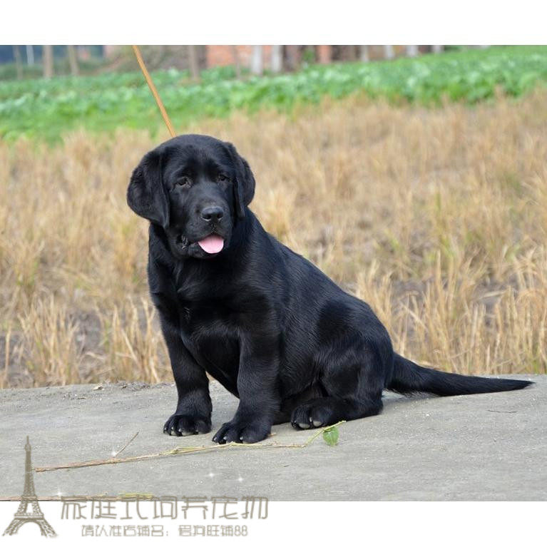 纯种拉布拉多幼犬活体宠物狗狗导盲犬黑色乖巧听话家养伴侣犬p