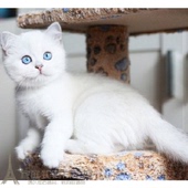 英短银渐层蓝猫英国短毛猫俄罗斯蓝猫加白纯种活体纯种猫幼猫p