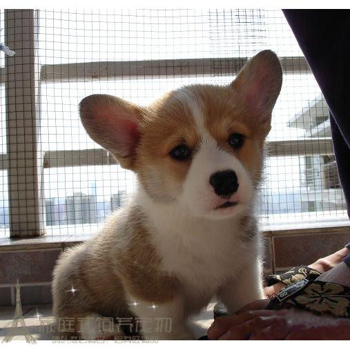 双色赛级双血统母柯基狗狗柯基犬幼犬活体宠物狗小短腿上海家养p