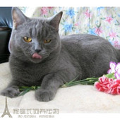 英短蓝猫宠物猫咪活体英短活体宠物猫幼猫蓝猫英短小猫纯种出售p