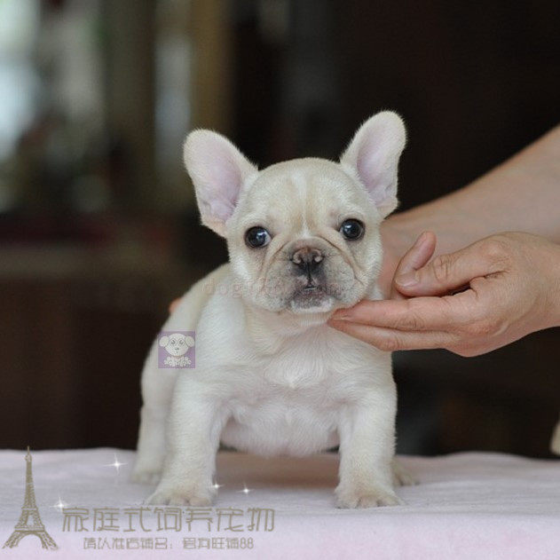 台湾进口法国斗牛犬幼犬活体宠物狗迷你斗牛犬奶油色法斗赛级p