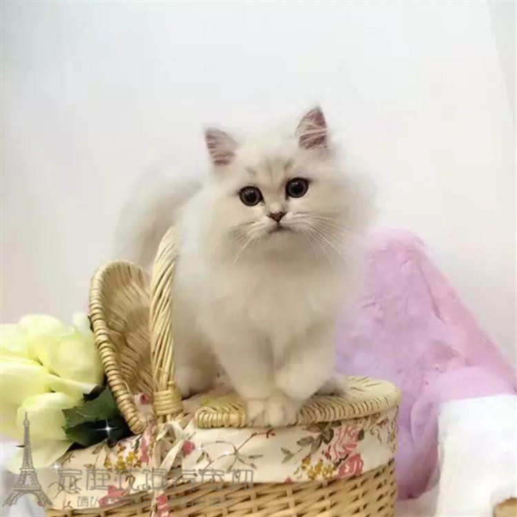 cfa赛级出售幼猫家养长毛猫纯种金吉拉宠物猫活体纯白银渐层p