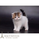 上海猫舍繁育加菲猫宠物猫异国短毛猫家养纯种幼猫活体加菲妹妹p