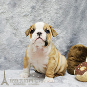 纯种英国斗牛犬英斗犬赛级英牛幼犬活体宠物狗上海英斗犬L06p