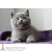 纯种英国短毛猫英短渐层蓝猫活体短毛猫幼猫幼崽包子脸出售p